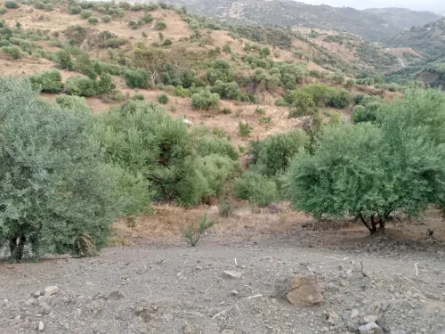 Vente Terrain Béjaïa Beni mellikeche
