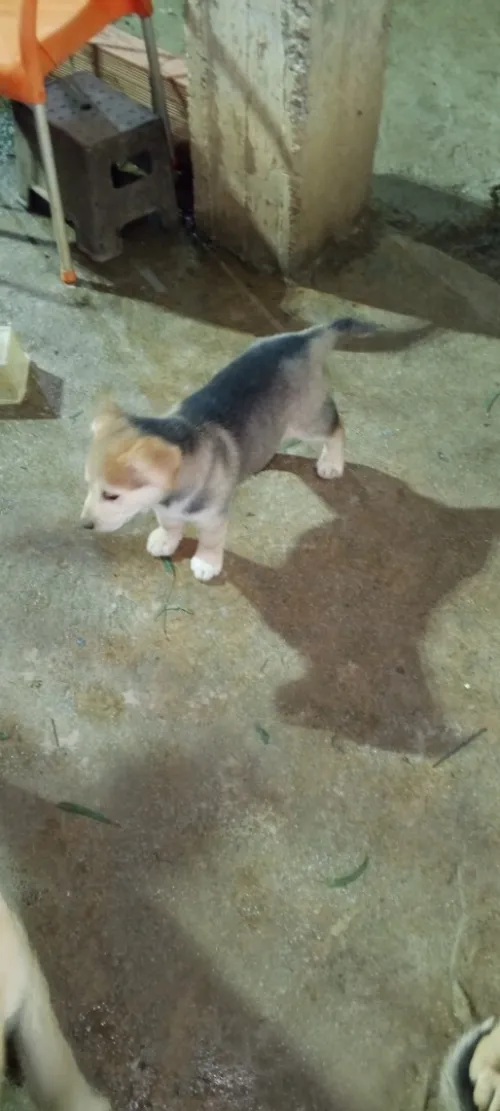 Chiot croisé husky-labrador