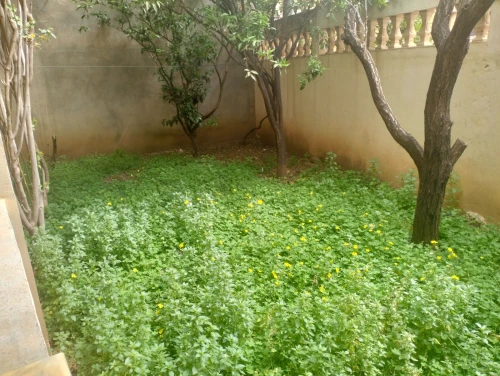 Vente Villa Alger Draria