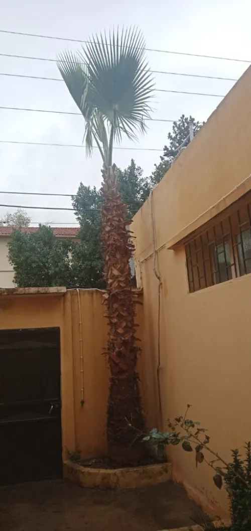 Nakhla wachantonia نخلة واشنطونيا 