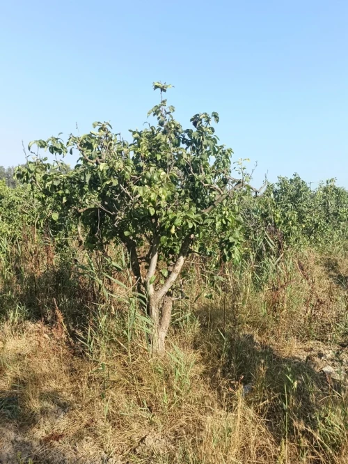 Vente Terrain Agricole Blida Mouzaia