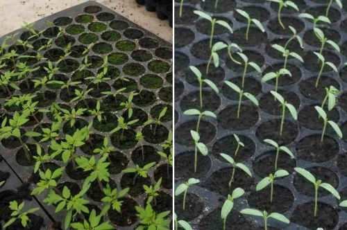 Ligne de production des alvéoles agricoles entièrement automatique 
