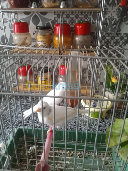 Couple canari adultes 