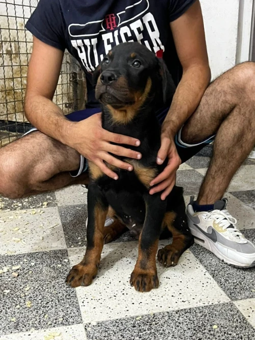 Rotweiller Allemand 2025 