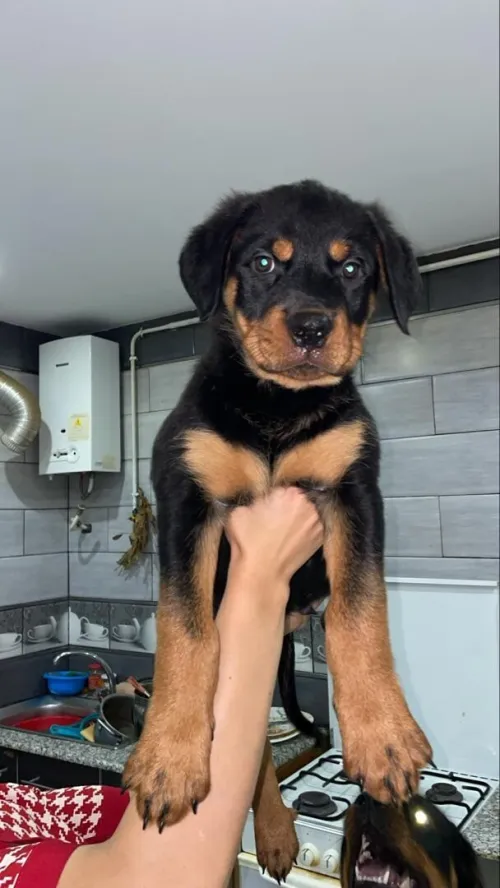 Rotweiller royale