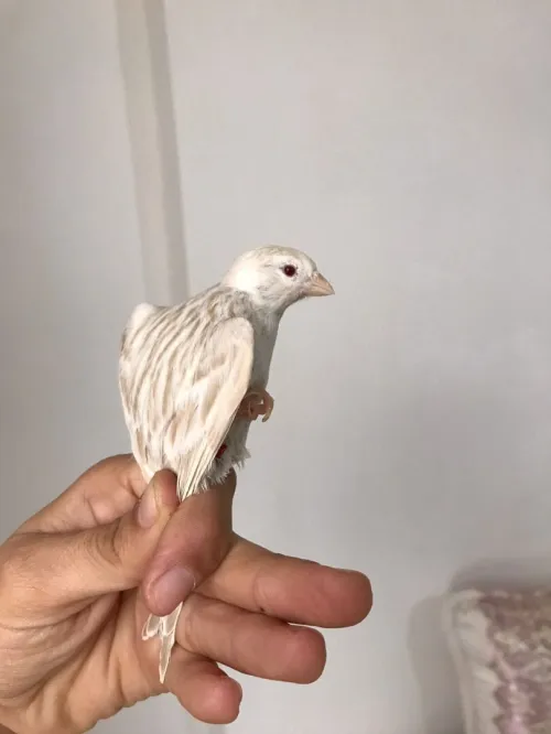 canari satiné blanc récessif et canari satiné mosaique jaune
