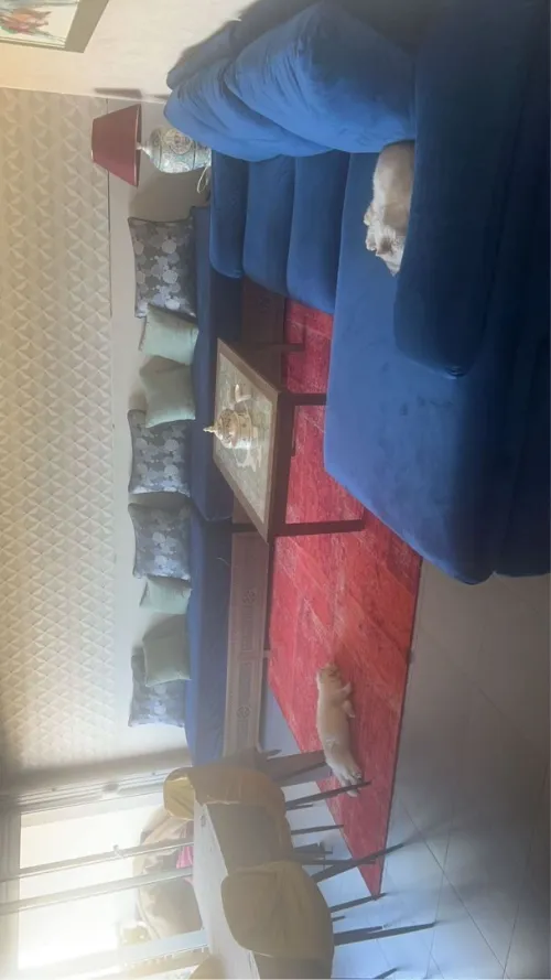 Location Appartement F3 Oran Bir el djir