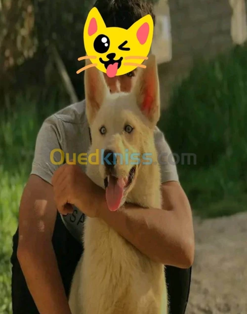 Husky 