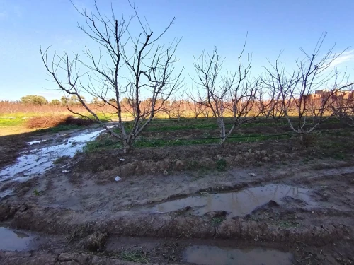 Vente Terrain Agricole Alger Baraki
