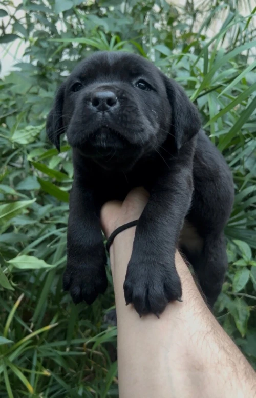 Cane corso
