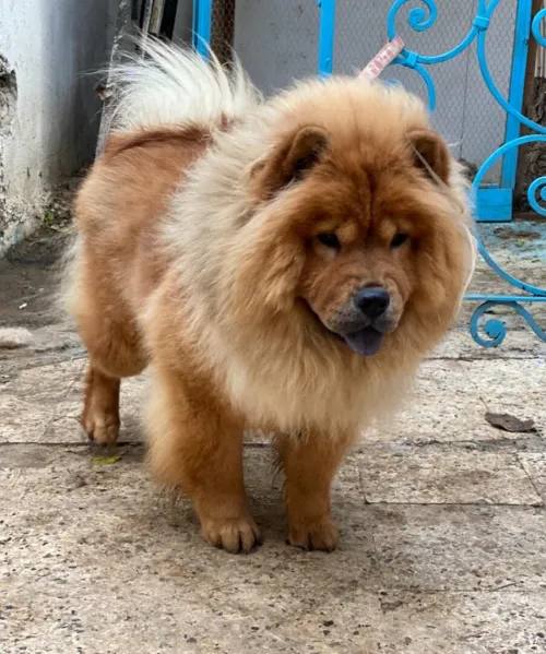 Chow chow 