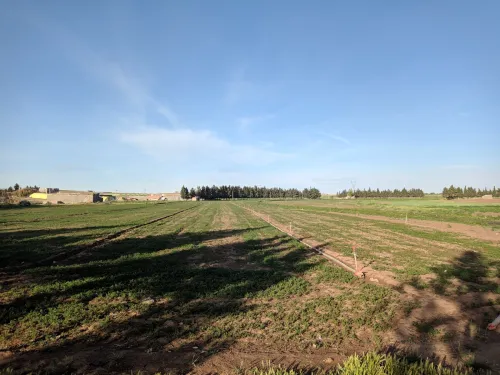 Vente Terrain Setif Guidjel