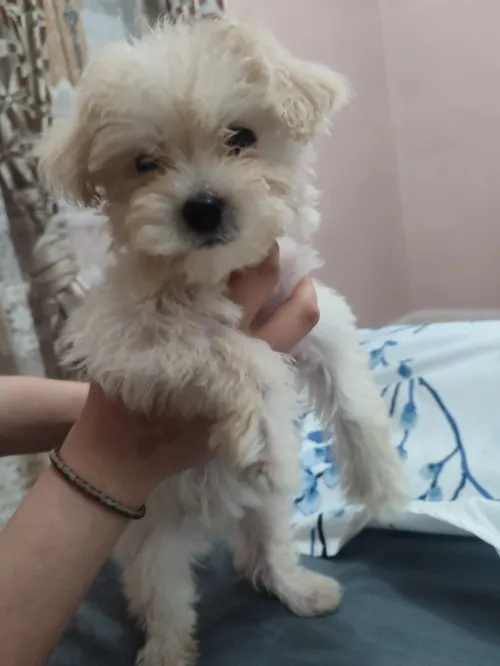 Bichon havanais deux mois femelle 