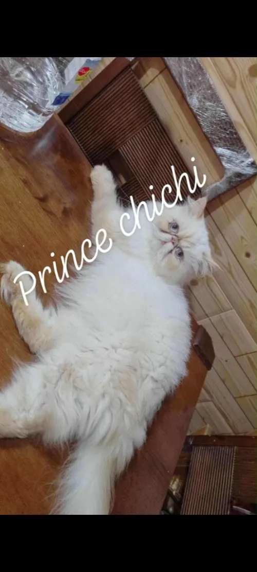 mâle Chat persan himalaya Piky face pour accouplement