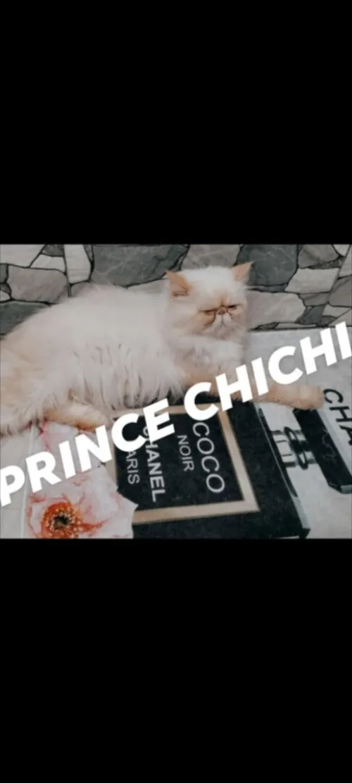 mâle Chat persan himalaya Piky face pour accouplement