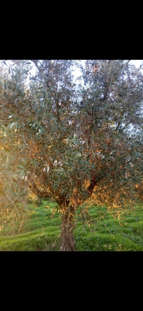 Vente Terrain Agricole Tlemcen Hennaya
