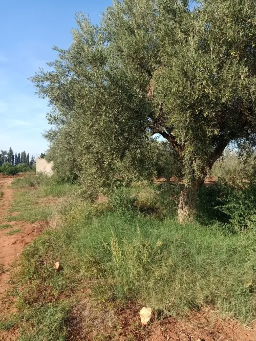 Vente Terrain Agricole Tlemcen Hennaya