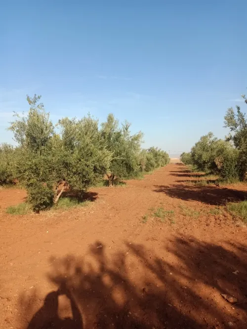 Vente Terrain Agricole Tlemcen Hennaya