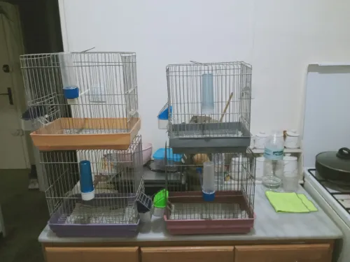 cage pour oiseaux