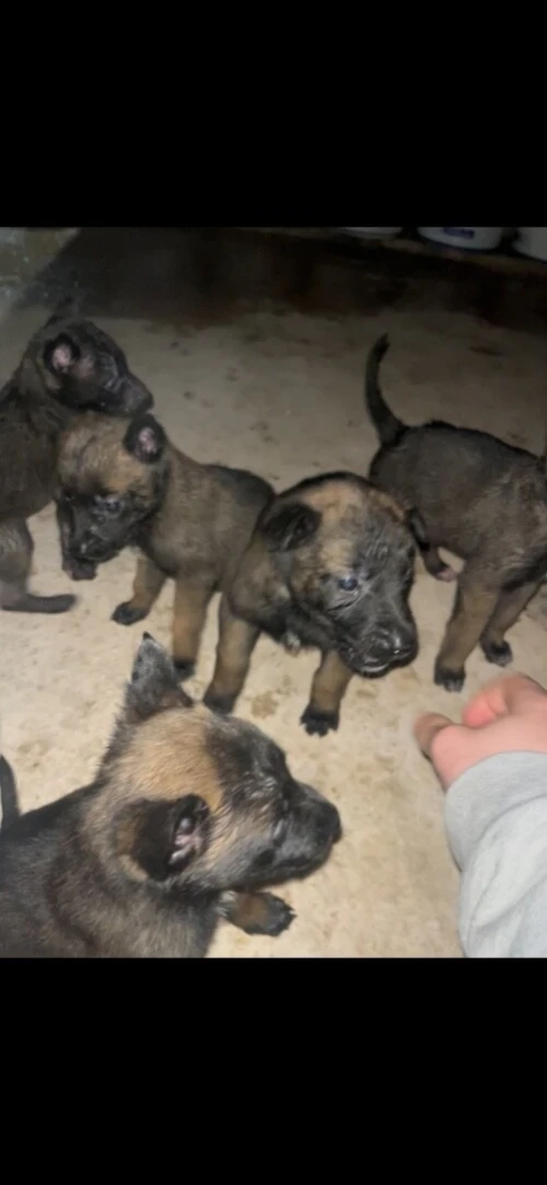 Magnifiques chiots Malinois pure race  parents avec papiers