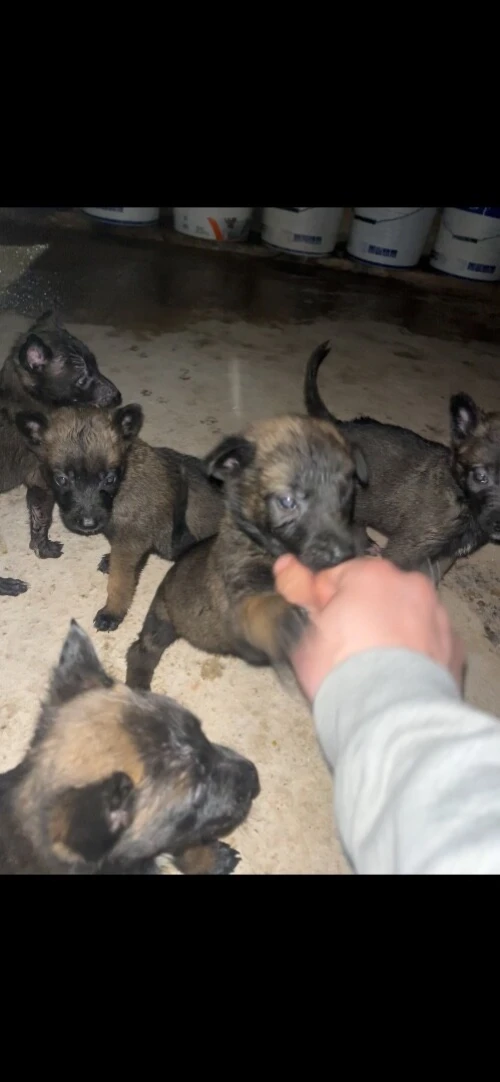 Magnifiques chiots Malinois pure race  parents avec papiers