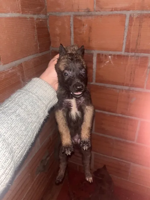 Magnifiques chiots Malinois pure race  parents avec papiers