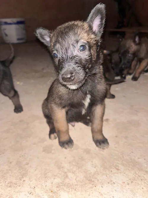 Magnifiques chiots Malinois pure race  parents avec papiers