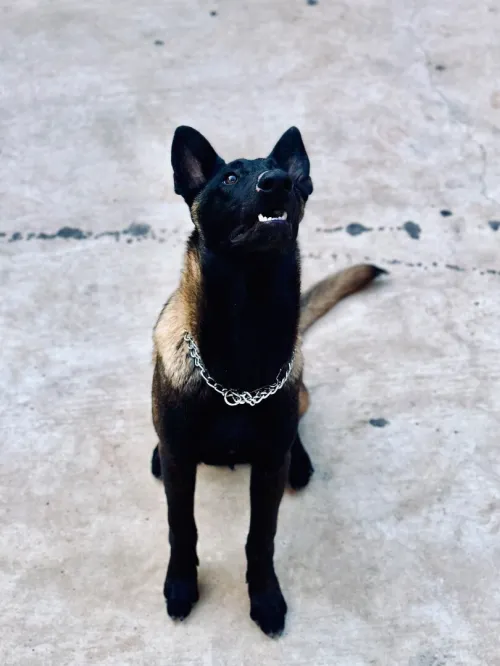 Magnifiques chiots Malinois pure race  parents avec papiers
