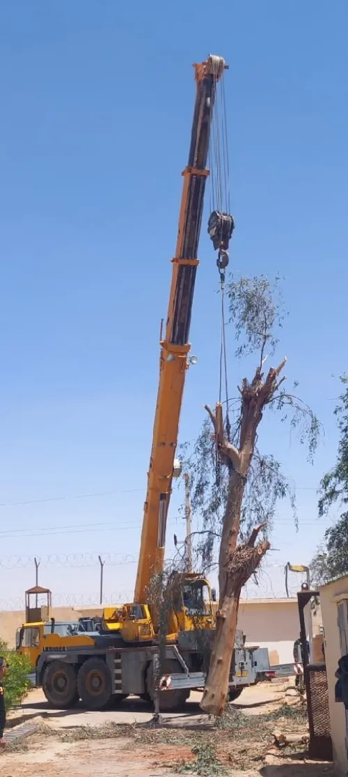 Abattage et élagage des arbres et espaces verts 
