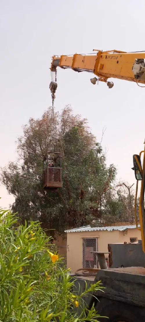 Abattage et élagage des arbres et espaces verts 