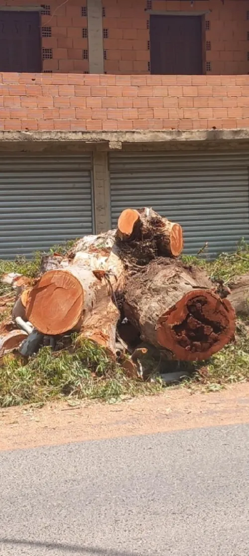 Abattage et élagage des arbres et espaces verts 