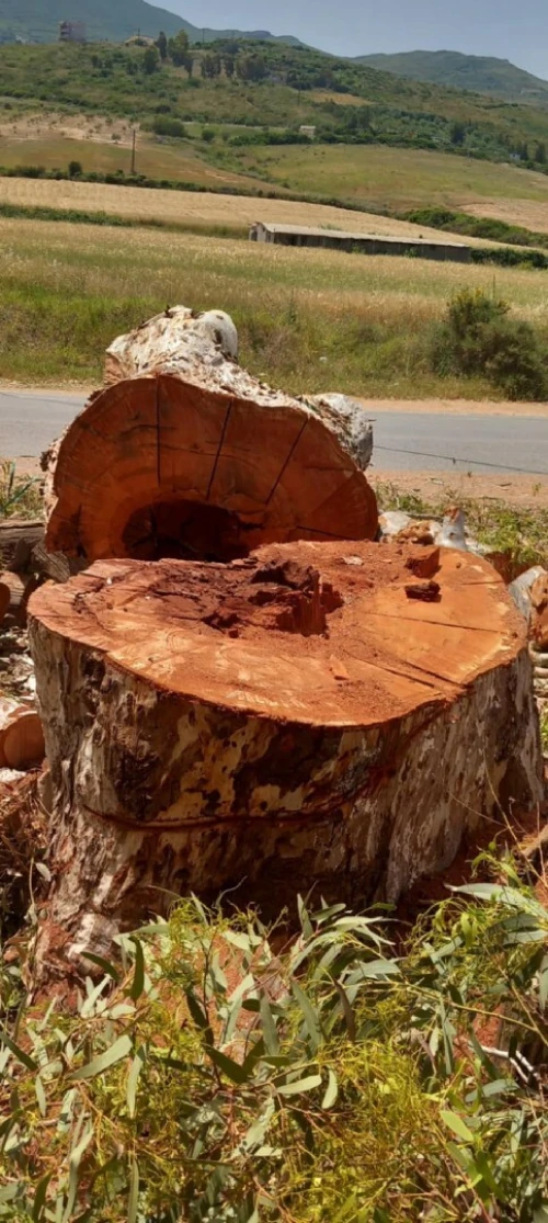 Abattage et élagage des arbres et espaces verts 