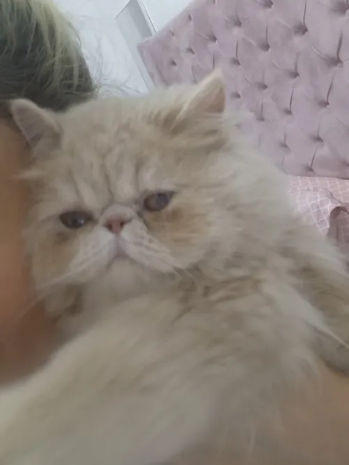 Chat peaky face femelle 1 an et 3 mois