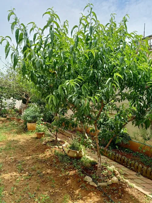 Vente Villa Alger Draria