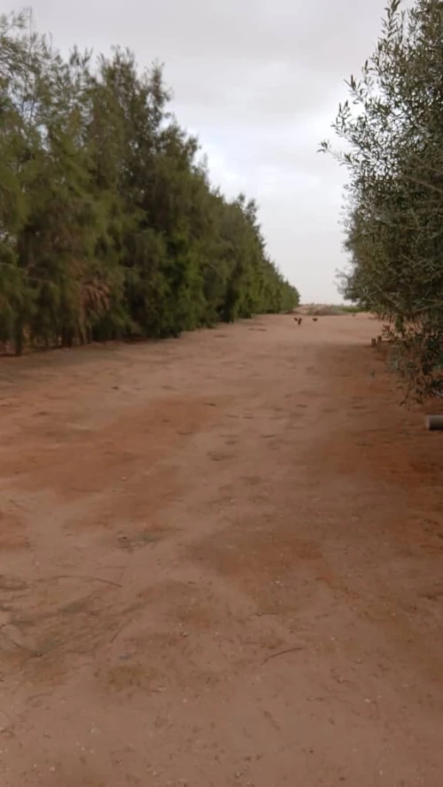 Vente Terrain Agricole Biskra Oumache