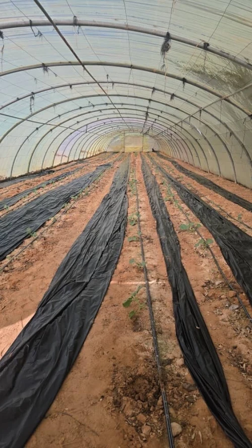 Vente Terrain Agricole Biskra Oumache