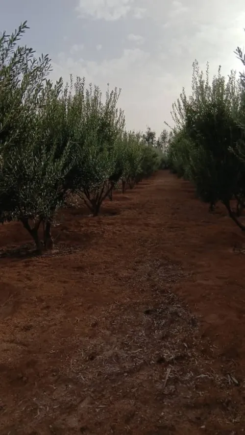 Vente Terrain Agricole Biskra Oumache