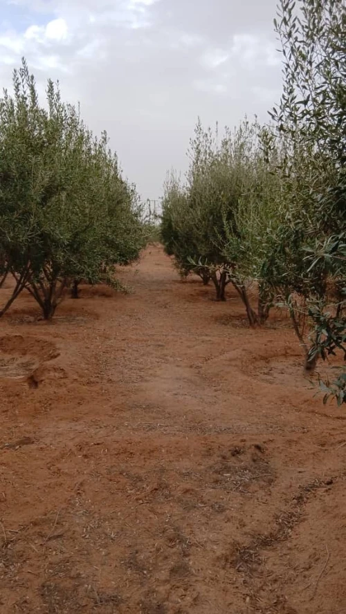Vente Terrain Agricole Biskra Oumache