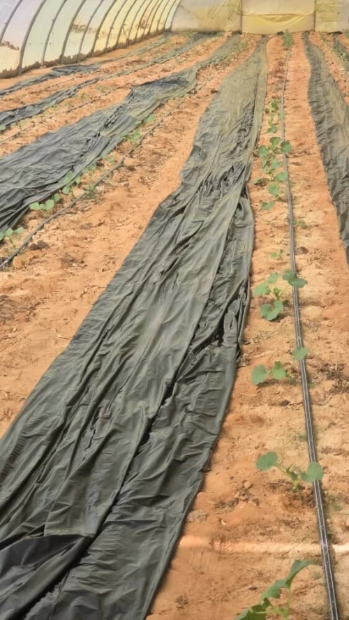 Vente Terrain Agricole Biskra Oumache