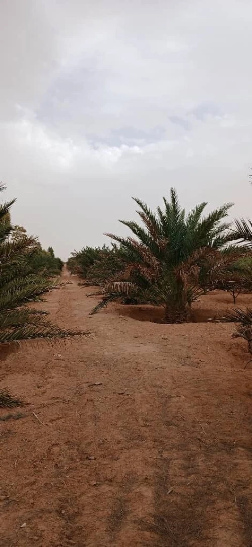 Vente Terrain Agricole Biskra Oumache