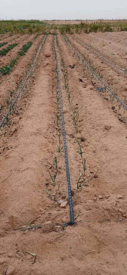 Vente Terrain Agricole Biskra Oumache