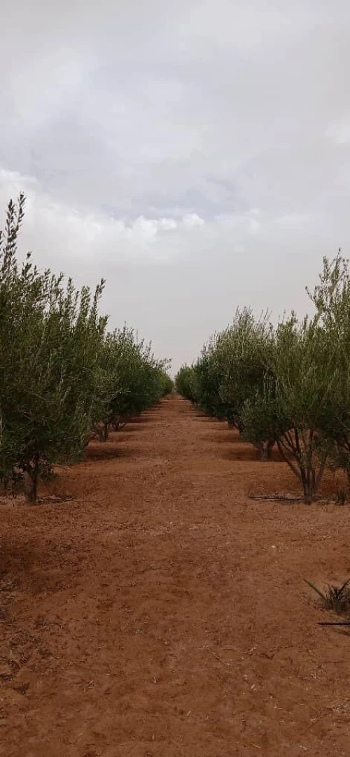 Vente Terrain Agricole Biskra Oumache