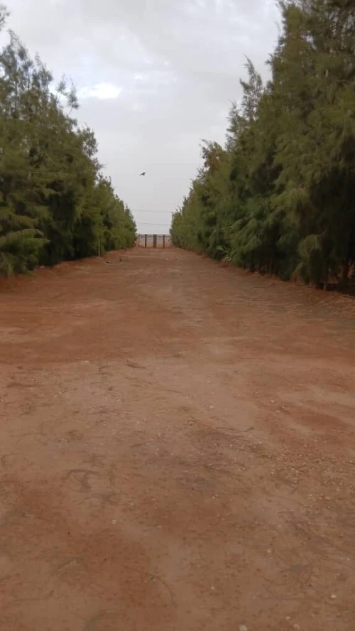 Vente Terrain Agricole Biskra Oumache