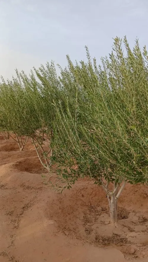 Vente Terrain Agricole Biskra Oumache