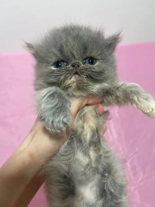 Chat persan moon face