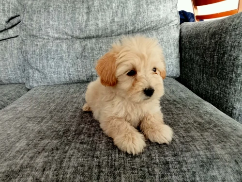 vente de caniche bichelon nain de deux mois
