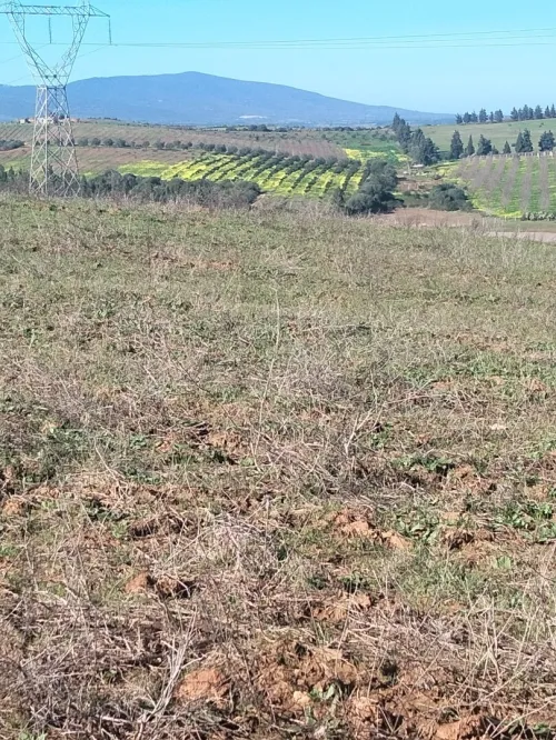 Vente Terrain Agricole Skikda Ben Azzouz