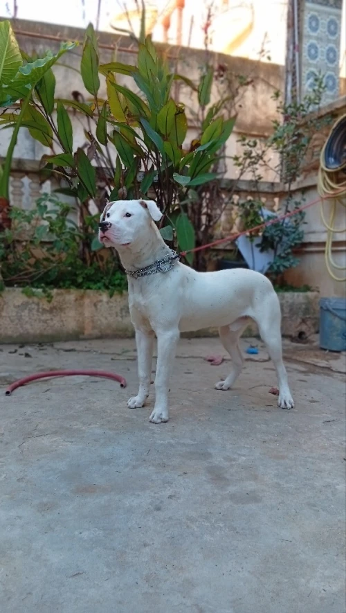 Dog argentin