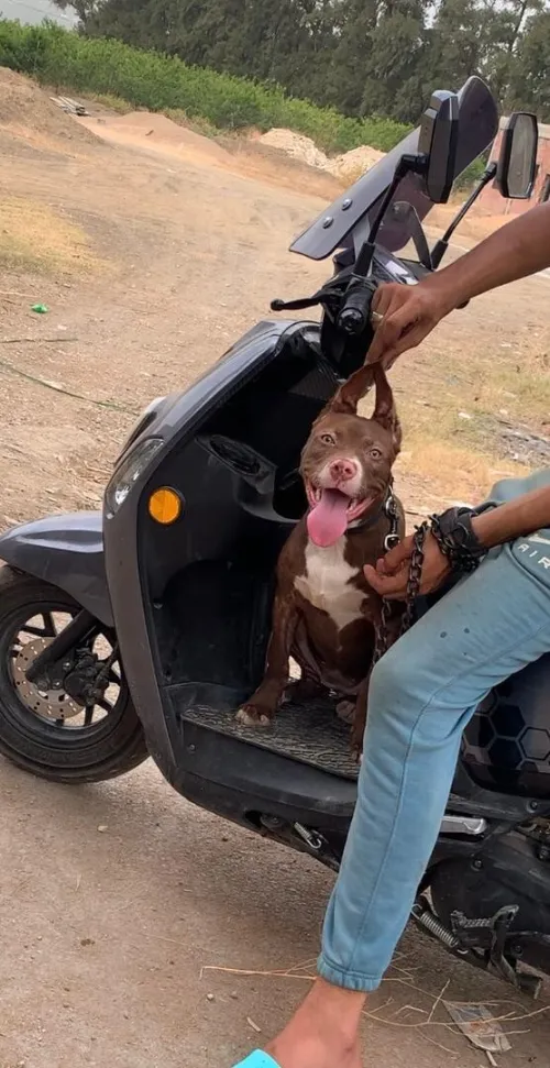 Pitbull red nose