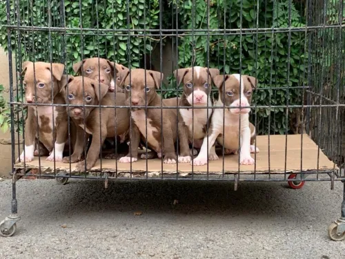 Pitbull red nose 